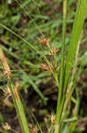 Tall horned beaksedge